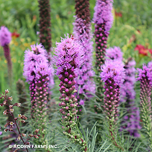 LIATRIS SPICATA KOBOLD