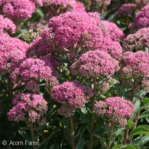 SEDUM CARL