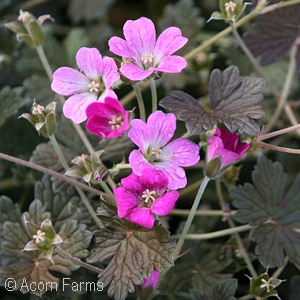 GERANIUM ORKNEY CHERRY