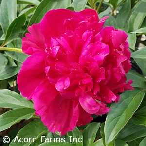 PAEONIA INSPECTEUR LAVERGNE