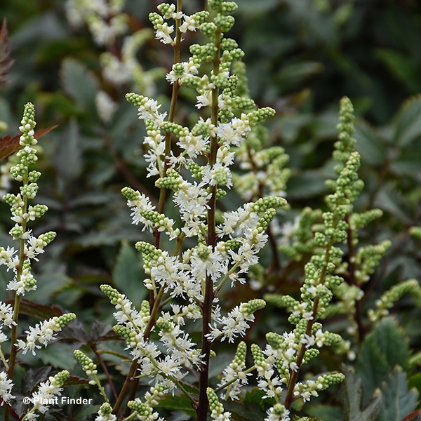 ASTILBE ARE HAPPY SPIRIT