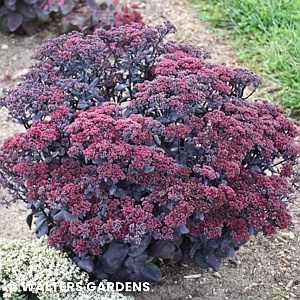 SEDUM AFTER DARK