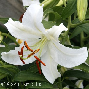 LILIUM ORI CASA BLANCA