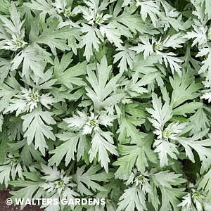 ARTEMISIA SILVER LINING