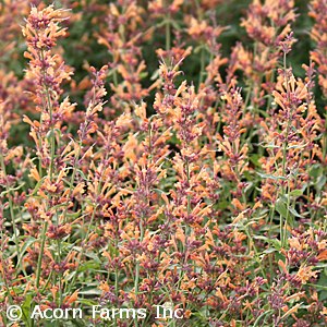 AGASTACHE SUNRISE ORANGE