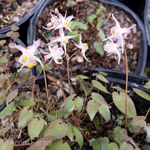 EPIMEDIUM GRA DARK BEAUTY