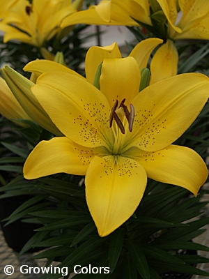 LILIUM LA SUMMER SUN