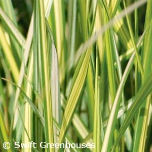 CALAMAGROSTIS ACU ELDORADO