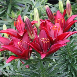 LILIUM ASI TINY GHOST