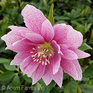 HELLEBORUS WEDDING CRASHER