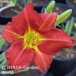 HEMEROCALLIS CHARLES JOHNSTON