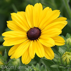 RUDBECKIA HIR SMILEYZ SUNNY