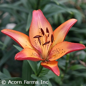 LILIUM LA ROYAL SUNSET