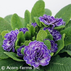 PRIMULA BELARINA BLUE RIPPLES