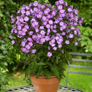 PHLOX PAN PIXIE MIRACLE GRACE