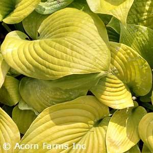 HOSTA CITY LIGHTS