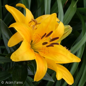 LILIUM ASI TINY BEE