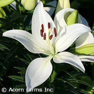 LILIUM LA SUMMER SNOW