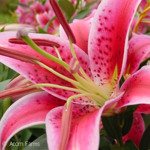 LILIUM ORI STARGAZER