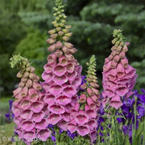 DIGITALIS POLKADOT PRINCESS