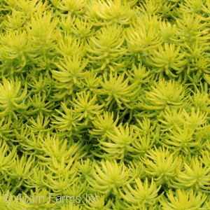 SEDUM RUP ANGELINA