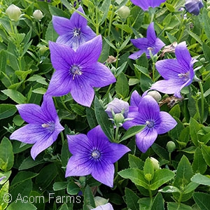 PLATYCODON ASTRA BLUE