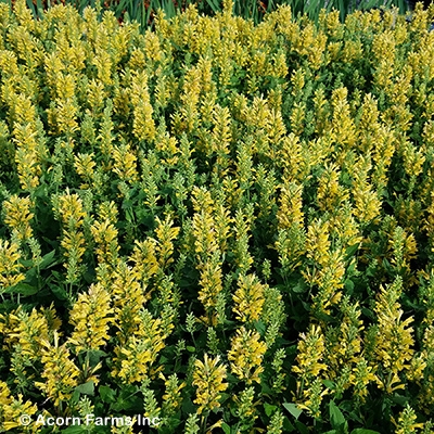 AGASTACHE POQUITO BUTTER YELLW