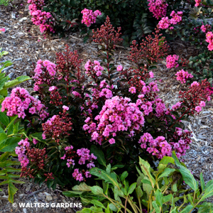 DIANTHUS EARLY BIRD SHERBET