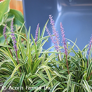 LIRIOPE MUS VARIEGATA