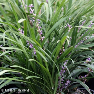 LIRIOPE MUS BIG BLUE