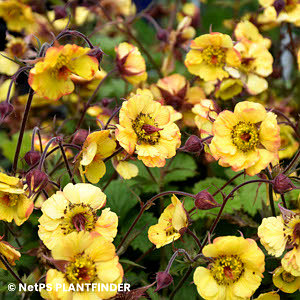 GEUM TEQUILA SUNRISE