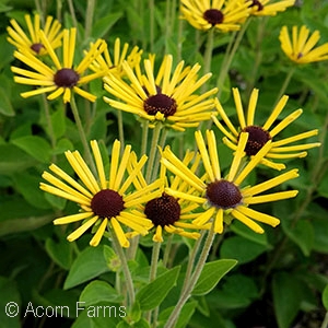 RUDBECKIA LITTLE HENRY