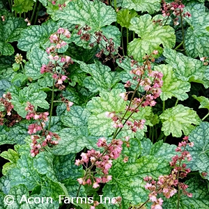 HEUCHERA BERRY TIMELESS