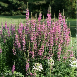 LYTHRUM SAL MORDENS PINK