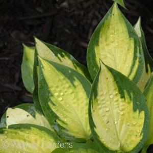 HOSTA ORANGE MARMALADE