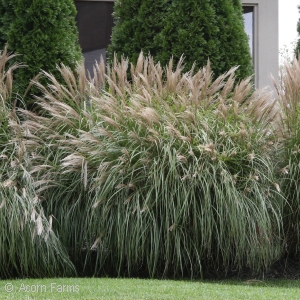 MISCANTHUS SIN SILBERFEDER