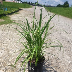 MISCANTHUS SIN CABARET