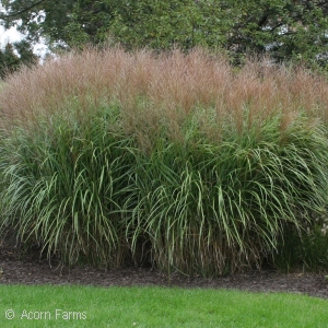 MISCANTHUS SIN GRACILLIMUS