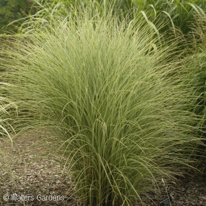 MISCANTHUS SIN MORNING LIGHT