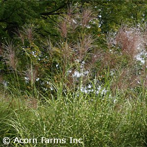 MISCANTHUS SIN STRICTUS