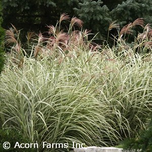 MISCANTHUS SIN VARIEGATUS