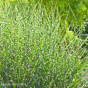 MISCANTHUS SIN ZEBRINUS