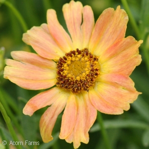 COREOPSIS VER SWEET MARMALADE