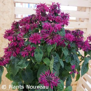 MONARDA BEE MERRY