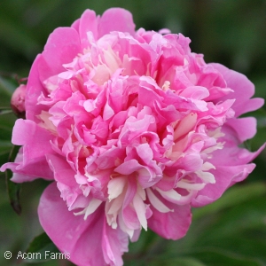 PAEONIA EDULIS SUPERBA