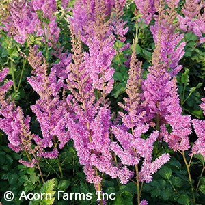 ASTILBE CHI BLACK PEARLS