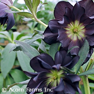 HELLEBORUS DARK AND HANDSOME