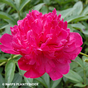 PAEONIA FELIX CROUSSE