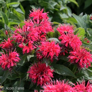 MONARDA CHERRY POPS