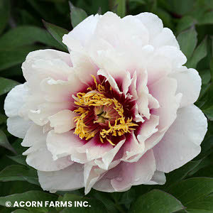 PAEONIA ITOH CORA LOUISE